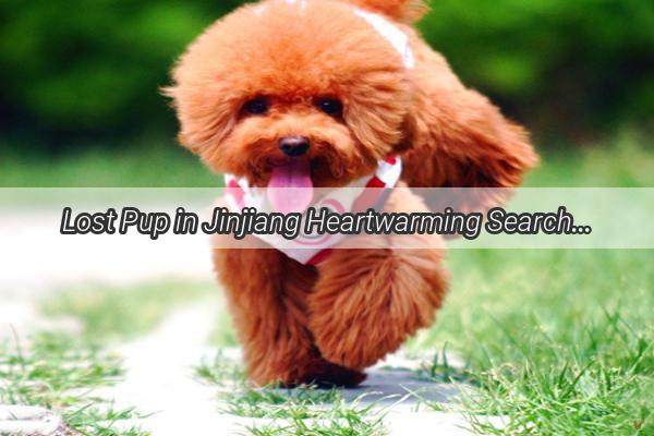 Lost Pup in Jinjiang Heartwarming Search for Its Forever Home  Your Help Needed